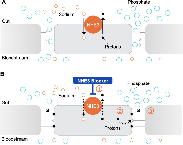 Novel Treatments from Inhibition of the Intestinal Sodium-Hydrogen Exchanger 3.