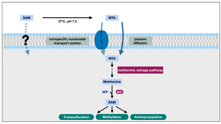 Rethinking the bioavailability and cellular transport properties of S-adenosylmethionine.