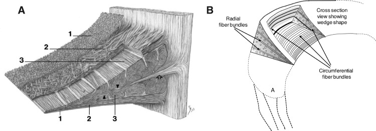 A review of strategies for development of tissue engineered meniscal implants