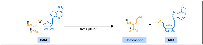 Rethinking the bioavailability and cellular transport properties of S-adenosylmethionine.