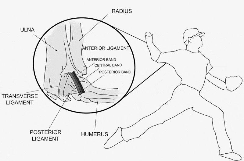 The ulnar collateral ligament loading paradox between in-vitro and in-vivo studies on baseball pitching (narrative review).