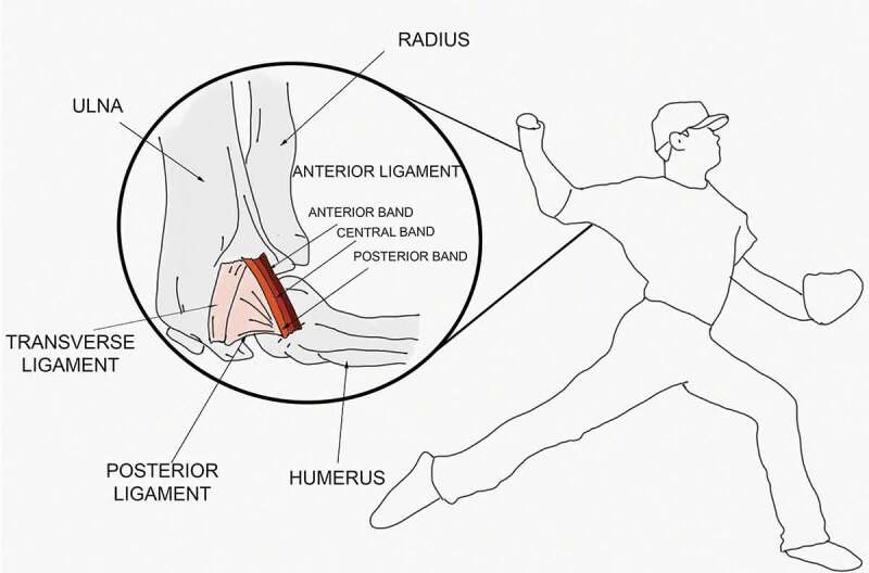 The ulnar collateral ligament loading paradox between in-vitro and in-vivo studies on baseball pitching (narrative review).