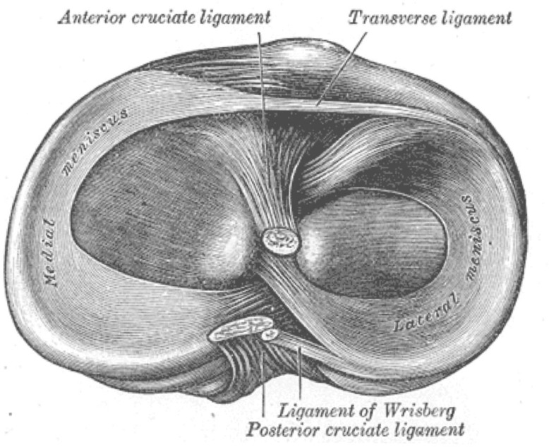 A review of strategies for development of tissue engineered meniscal implants