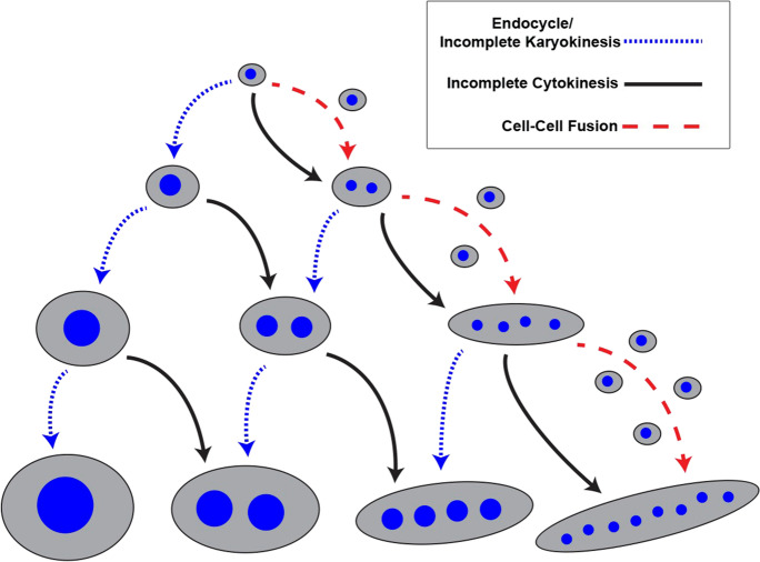 Communal living: the role of polyploidy and syncytia in tissue biology.