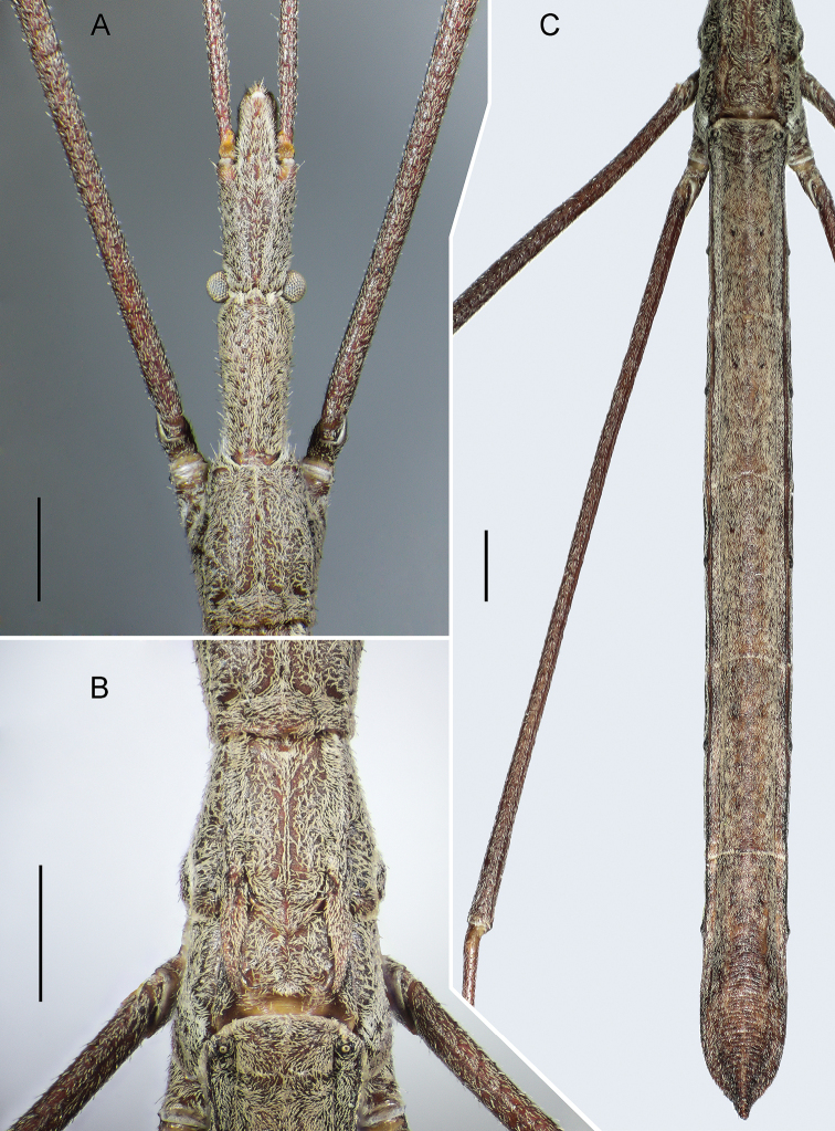 ﻿A new species of the genus <i>Rhaphidosoma</i> Amyot et Serville, 1843 (Heteroptera, Reduviidae), with data on its chromosome complement.