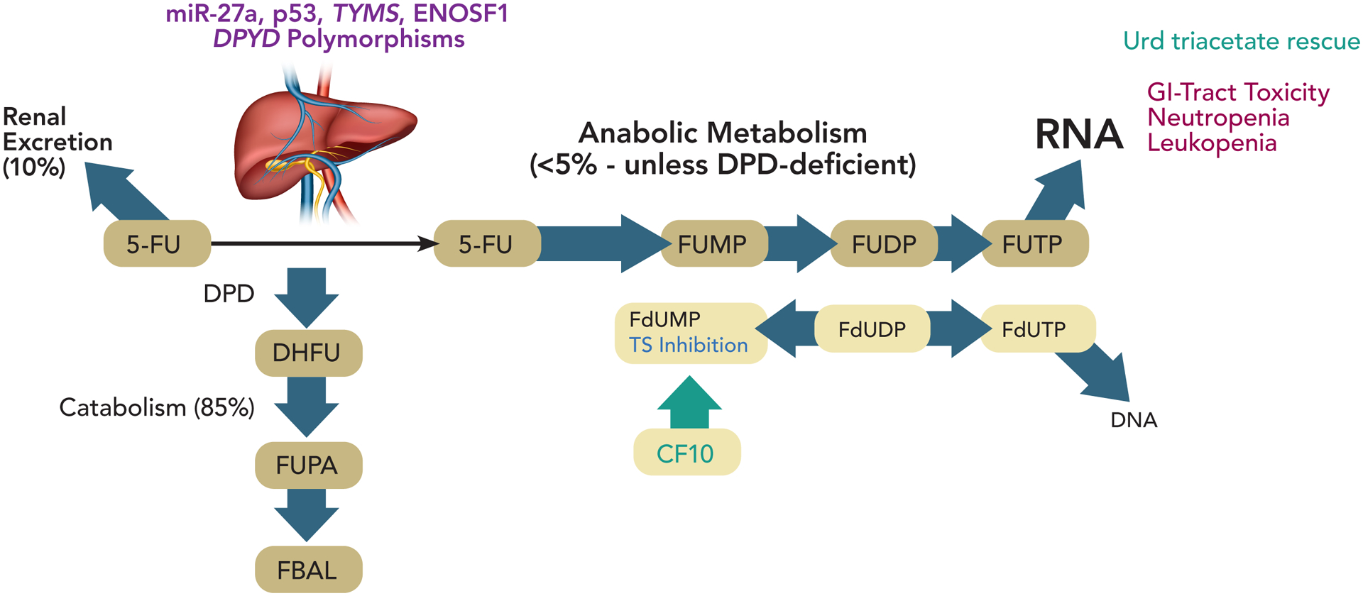 A narrative review of genetic factors affecting fluoropyrimidine toxicity.