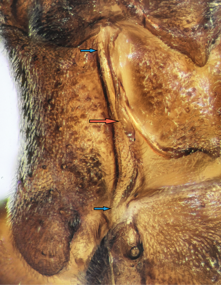 ﻿A new species of the genus <i>Rhaphidosoma</i> Amyot et Serville, 1843 (Heteroptera, Reduviidae), with data on its chromosome complement.