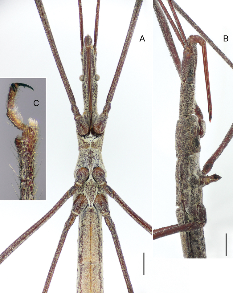 ﻿A new species of the genus <i>Rhaphidosoma</i> Amyot et Serville, 1843 (Heteroptera, Reduviidae), with data on its chromosome complement.