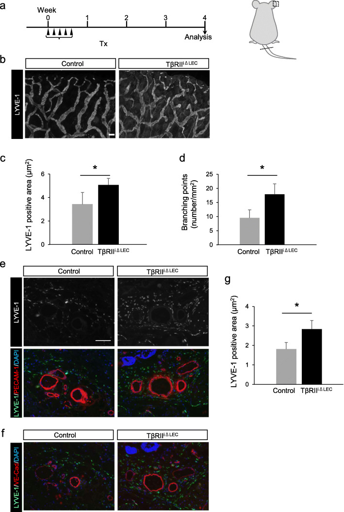 Endothelial-specific depletion of TGF-β signaling affects lymphatic function.