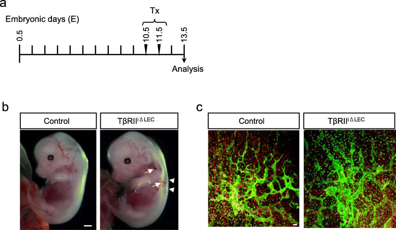 Endothelial-specific depletion of TGF-β signaling affects lymphatic function.