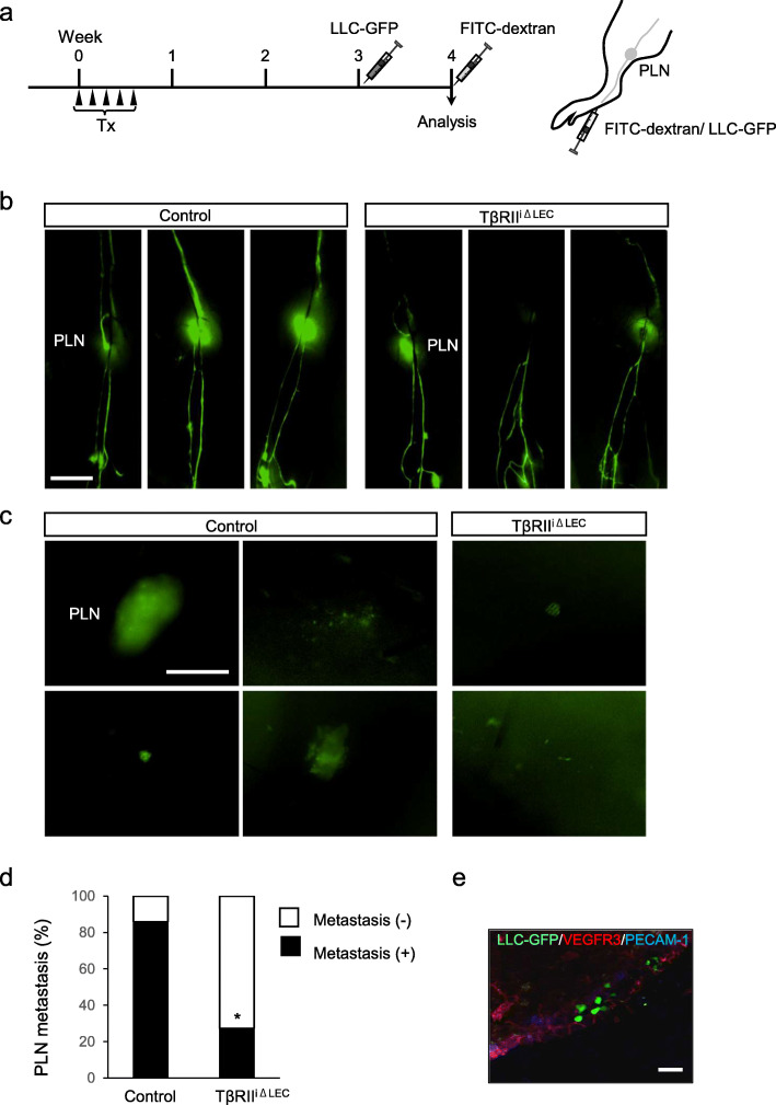 Endothelial-specific depletion of TGF-β signaling affects lymphatic function.