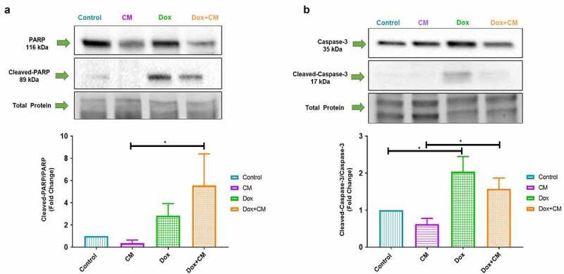 The paracrine effects of adipocytes on lipid metabolism in doxorubicin-treated triple negative breast cancer cells.