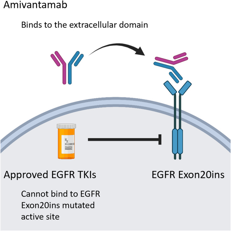 Spotlight on Amivantamab (JNJ-61186372) for EGFR Exon 20 Insertions Positive Non-Small Cell Lung Cancer.