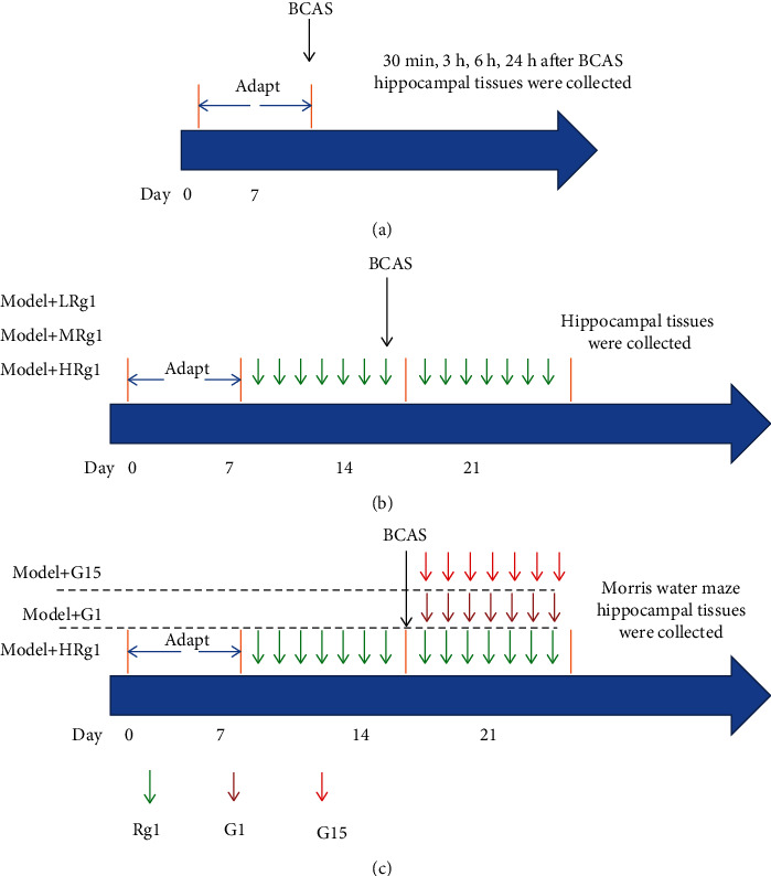 Ginsenoside Rg1 Prevents Cognitive Impairment and Hippocampal Neuronal Apoptosis in Experimental Vascular Dementia Mice by Promoting GPR30 Expression.