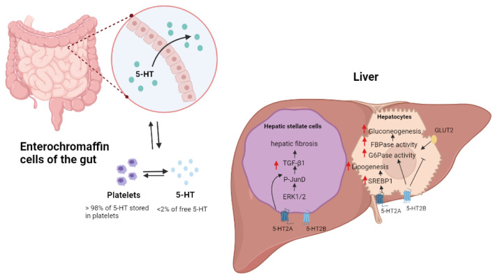 Serotonergic Regulation of Hepatic Energy Metabolism.