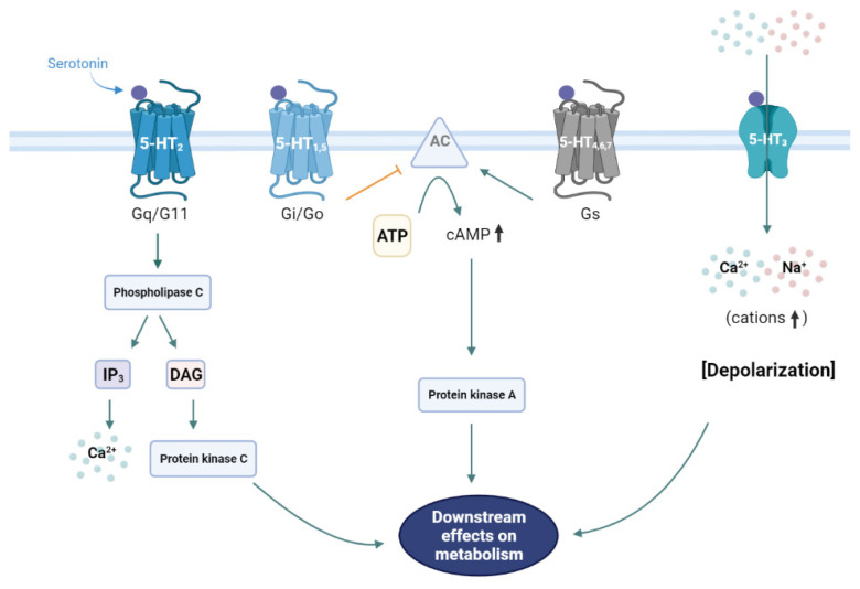 Serotonergic Regulation of Hepatic Energy Metabolism.