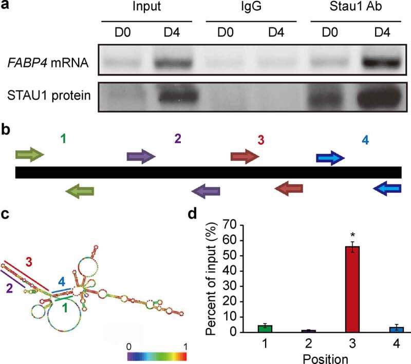 Staufen1 unwinds the secondary structure and facilitates the translation of fatty acid binding protein 4 mRNA during adipogenesis.