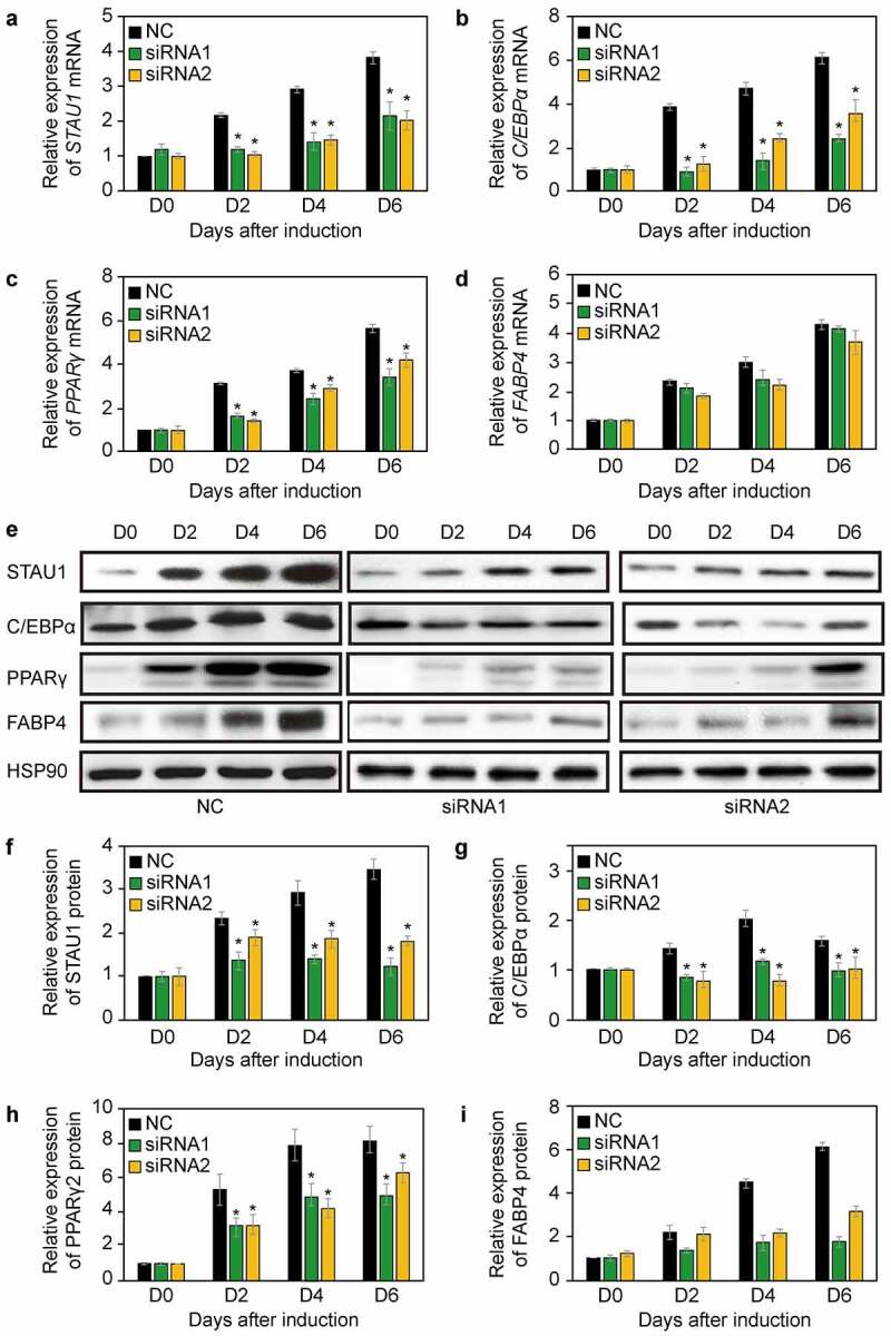 Staufen1 unwinds the secondary structure and facilitates the translation of fatty acid binding protein 4 mRNA during adipogenesis.