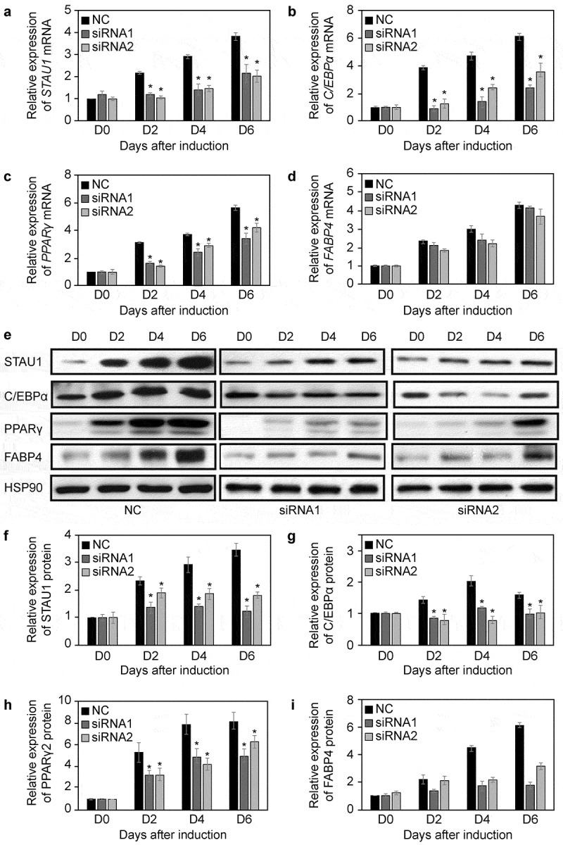 Staufen1 unwinds the secondary structure and facilitates the translation of fatty acid binding protein 4 mRNA during adipogenesis.