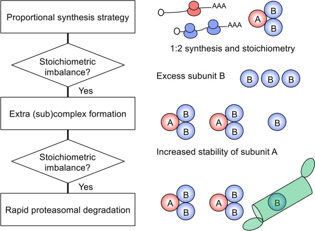 Multilayered regulation of proteome stoichiometry.