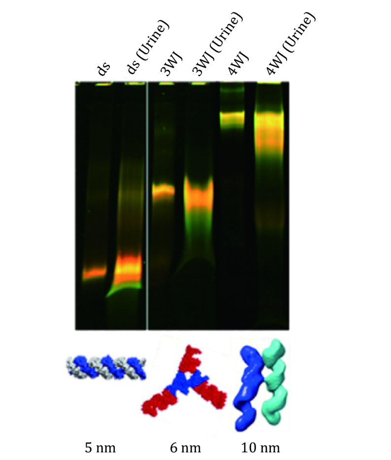 Optical tweezer and TIRF microscopy for single molecule manipulation of RNA/DNA nanostructures including their rubbery property and single molecule counting.