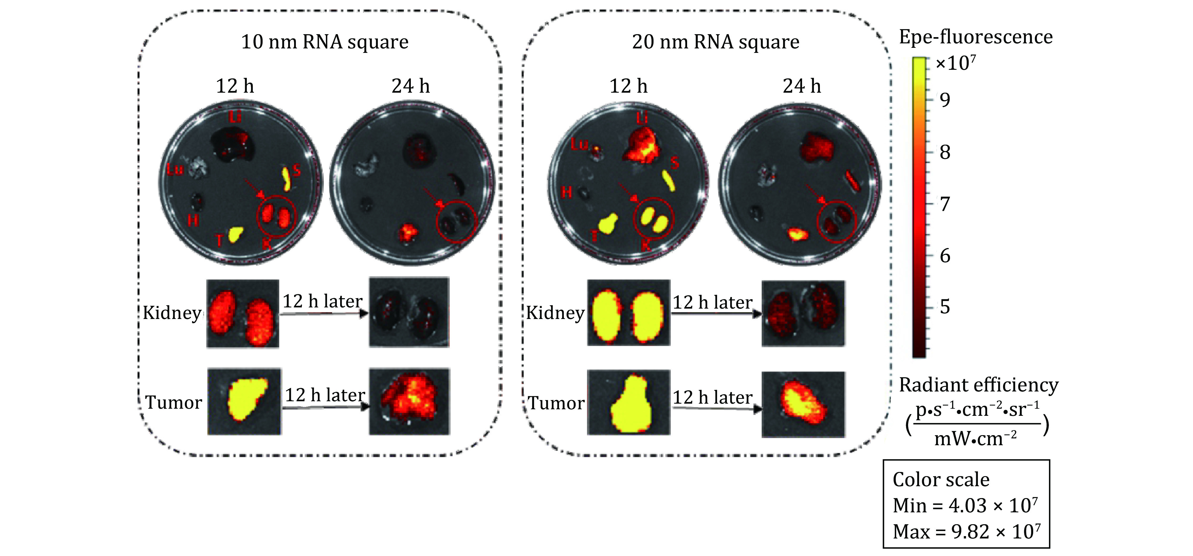 Optical tweezer and TIRF microscopy for single molecule manipulation of RNA/DNA nanostructures including their rubbery property and single molecule counting.