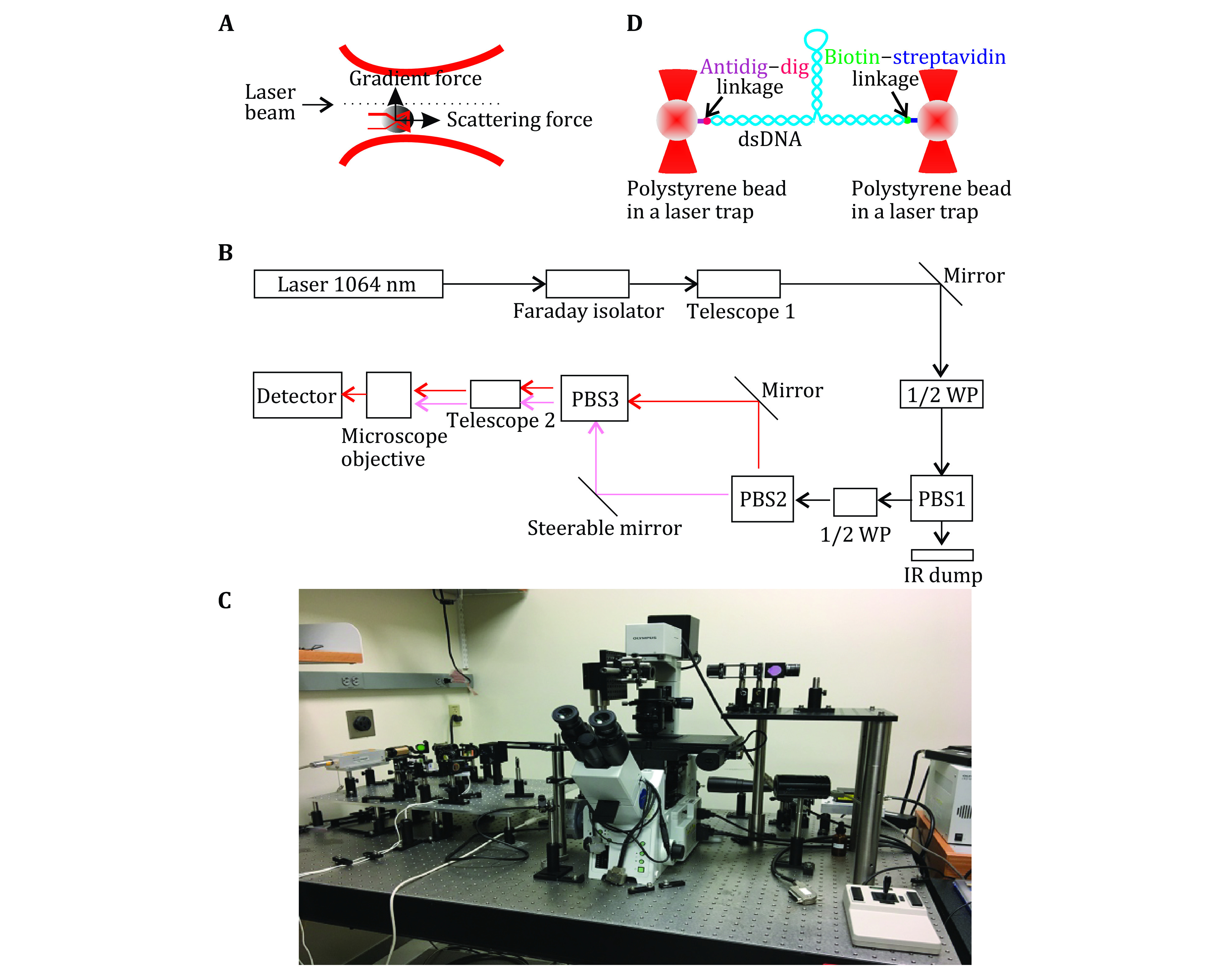 Optical tweezer and TIRF microscopy for single molecule manipulation of RNA/DNA nanostructures including their rubbery property and single molecule counting.