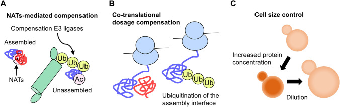 Multilayered regulation of proteome stoichiometry.