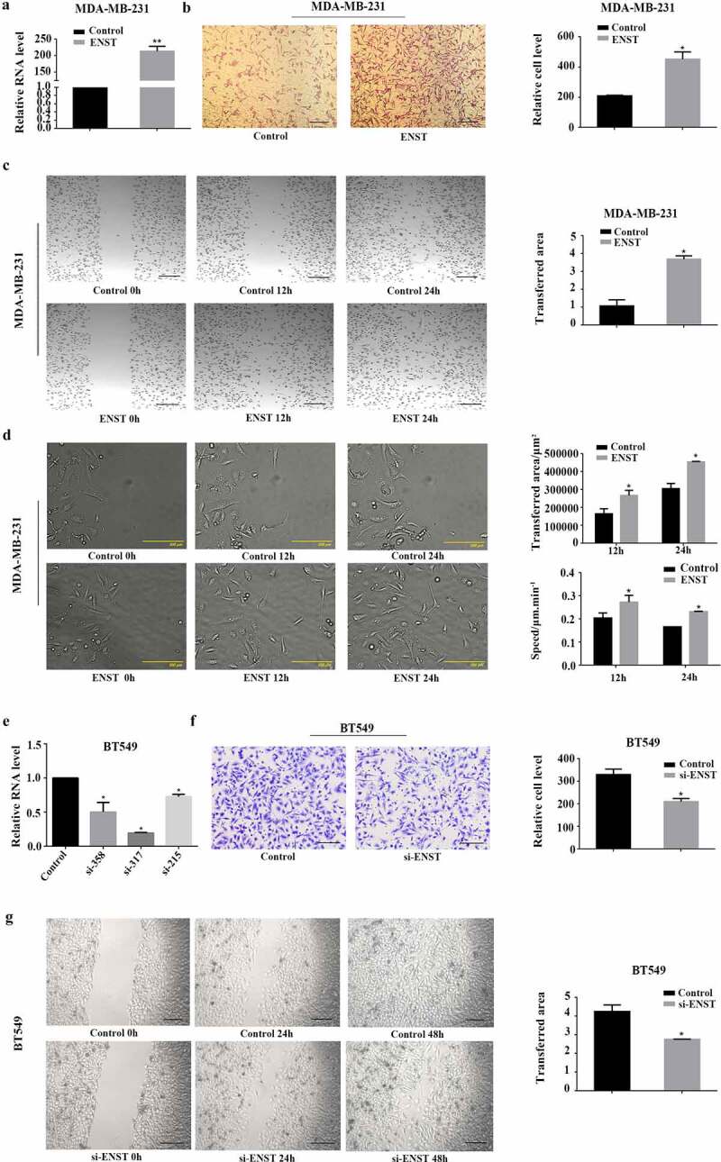 Long noncoding RNA <i>ENST00000508435</i> promotes migration of breast cancer via FXR 1.