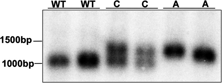 Correction to: Nationwide genetic testing towards eliminating Lafora disease from Miniature Wirehaired Dachshunds in the United Kingdom.