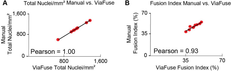 ViaFuse: Fiji macros to calculate skeletal muscle cell viability and fusion index.