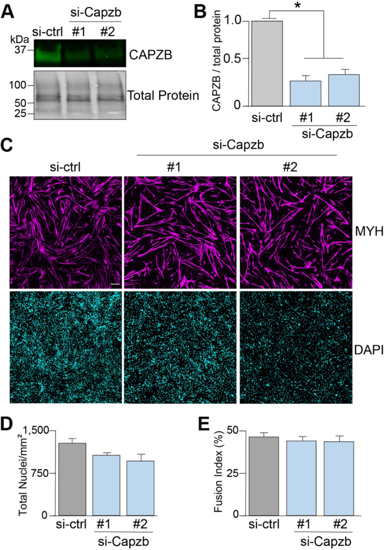 ViaFuse: Fiji macros to calculate skeletal muscle cell viability and fusion index.