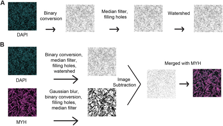 ViaFuse: Fiji macros to calculate skeletal muscle cell viability and fusion index.