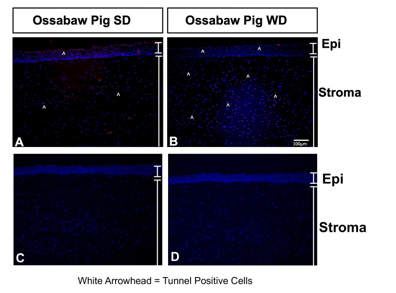 Collagen matrix perturbations in corneal stroma of Ossabaw mini pigs with type 2 diabetes.