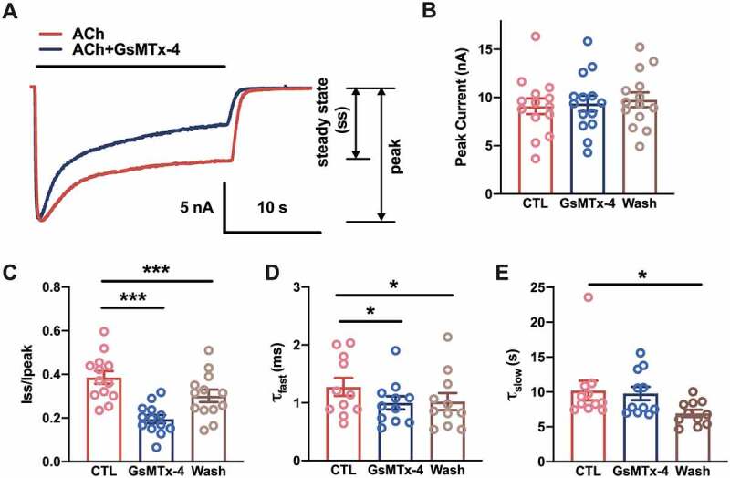 Fast desensitization of acetylcholine receptors induced by a spider toxin.