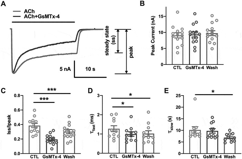 Fast desensitization of acetylcholine receptors induced by a spider toxin.