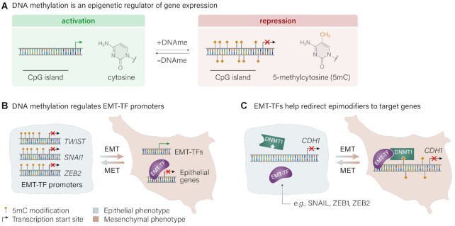 Modulating gene expression in breast cancer via DNA secondary structure and the CRISPR toolbox.