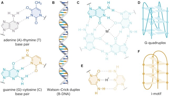 Modulating gene expression in breast cancer via DNA secondary structure and the CRISPR toolbox.