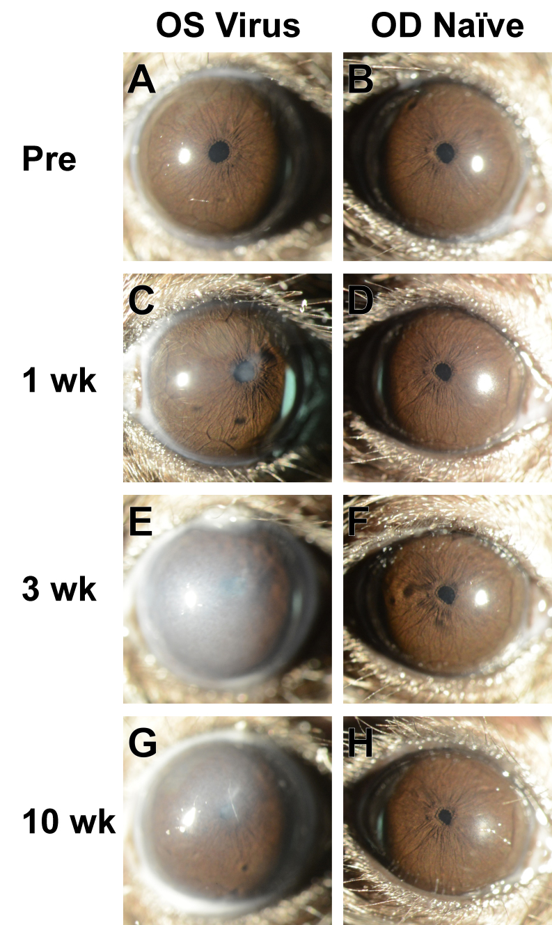 Recombinant adenovirus causes prolonged mobilization of macrophages in the anterior chambers of mice.