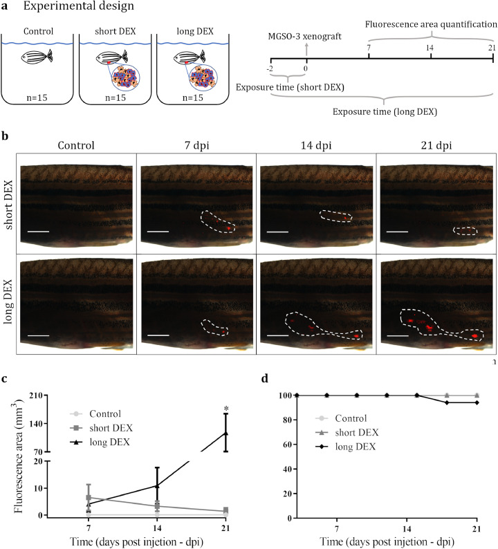 Long-term dexamethasone treatment increases the engraftment efficiency of human breast cancer cells in adult zebrafish