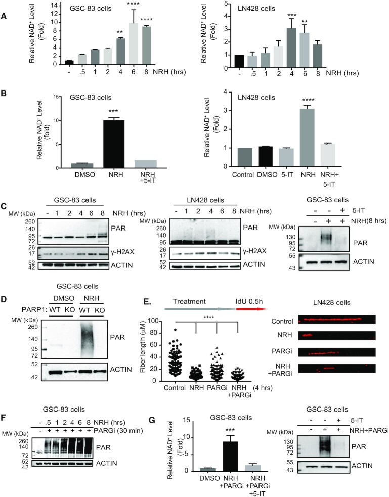 NAD<sup>+</sup> bioavailability mediates PARG inhibition-induced replication arrest, intra S-phase checkpoint and apoptosis in glioma stem cells.