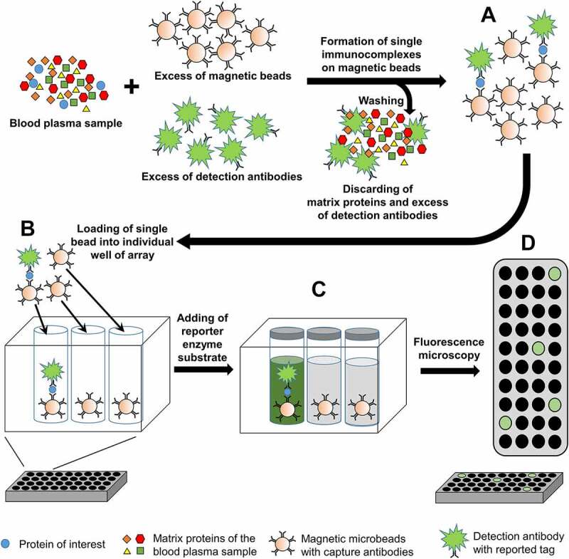 Development of molecular tools for diagnosis of Alzheimer's disease that are based on detection of amyloidogenic proteins.