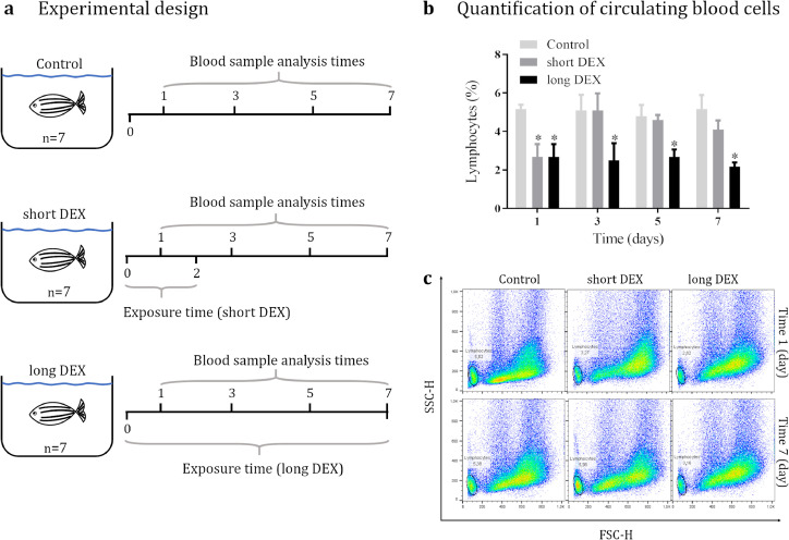 Long-term dexamethasone treatment increases the engraftment efficiency of human breast cancer cells in adult zebrafish