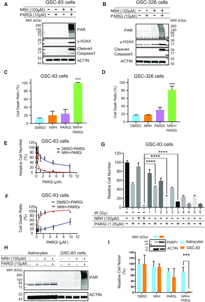 NAD<sup>+</sup> bioavailability mediates PARG inhibition-induced replication arrest, intra S-phase checkpoint and apoptosis in glioma stem cells.