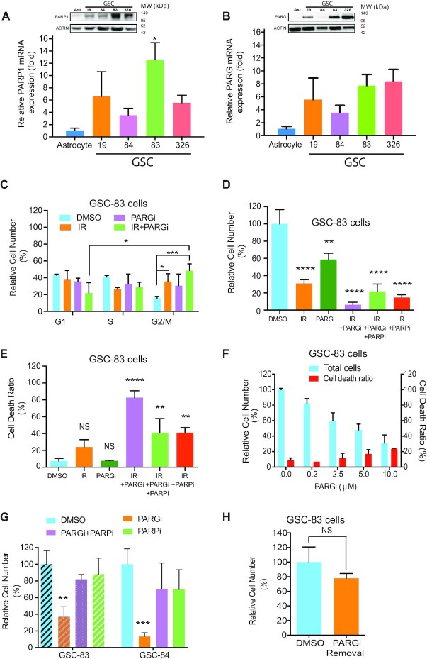 NAD<sup>+</sup> bioavailability mediates PARG inhibition-induced replication arrest, intra S-phase checkpoint and apoptosis in glioma stem cells.