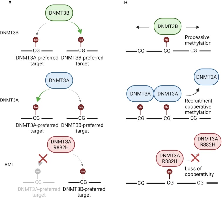 Misregulation of the expression and activity of DNA methyltransferases in cancer.