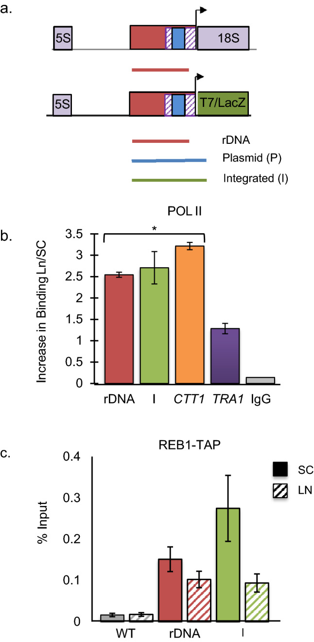 HSF1 induces RNA polymerase II synthesis of ribosomal RNA in S. cerevisiae during nitrogen deprivation.