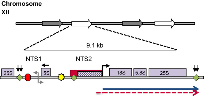 HSF1 induces RNA polymerase II synthesis of ribosomal RNA in S. cerevisiae during nitrogen deprivation.