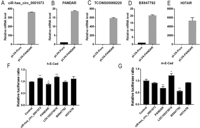 Regulatory roles of lncRNA <i>PANDAR</i> in breast cancer cell proliferation.