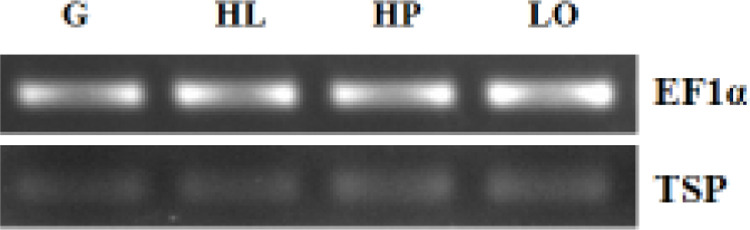 Different expression pattern of thrombospondin gene in the presence and absence of β-glucan fed Penaeus monodon challenged with white spot syndrome virus